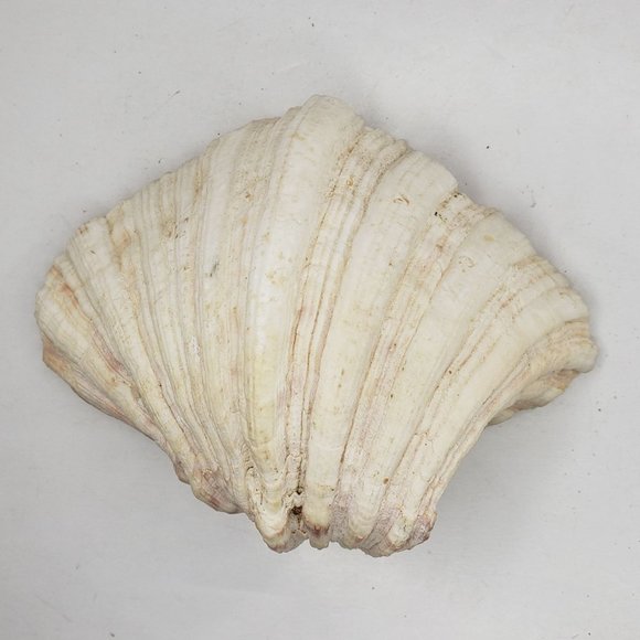Bear Claw Clam Shell One Half Large Ruffled Sea Art Ocean 5.25" 8 oz 228 grams - Picture 1 of 5